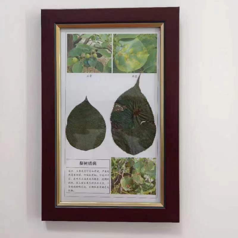 梨樹(shù)銹病