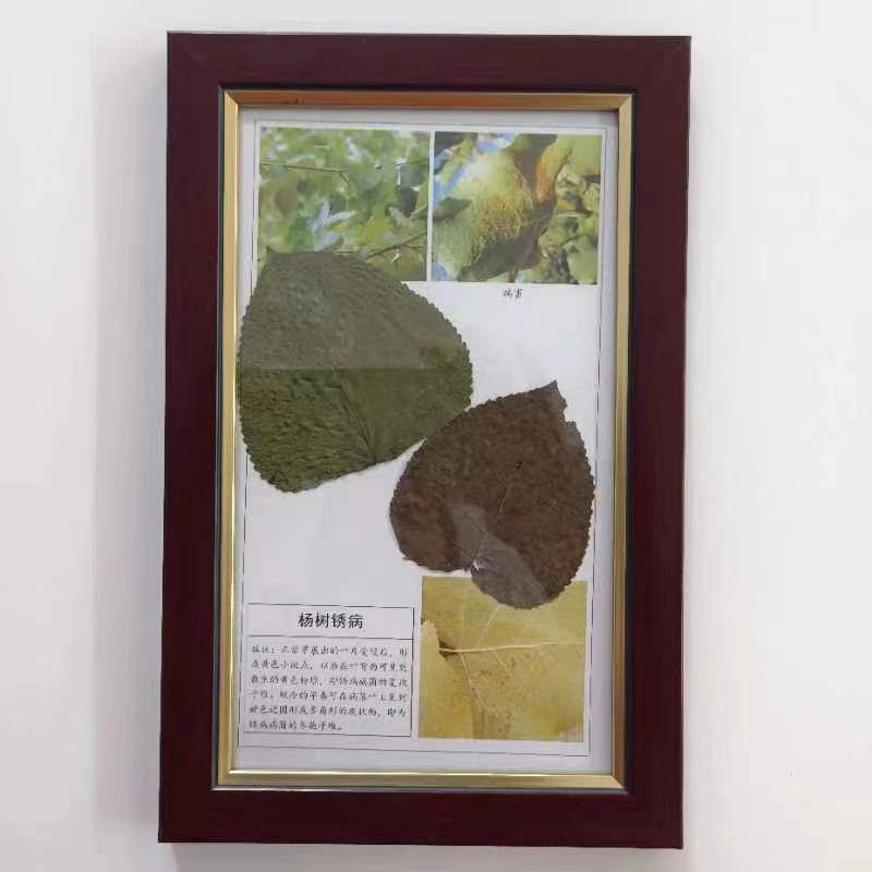 楊樹(shù)銹病