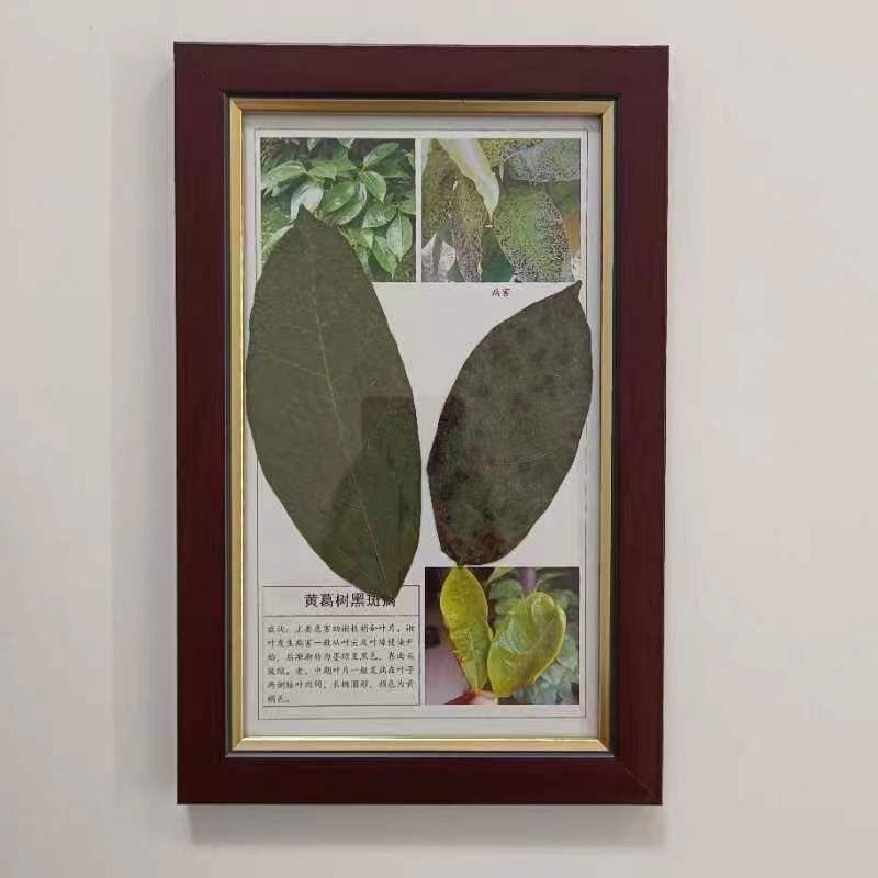 黃葛樹(shù)黑斑病