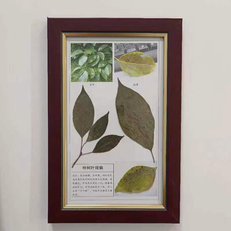 樟樹(shù)葉斑病