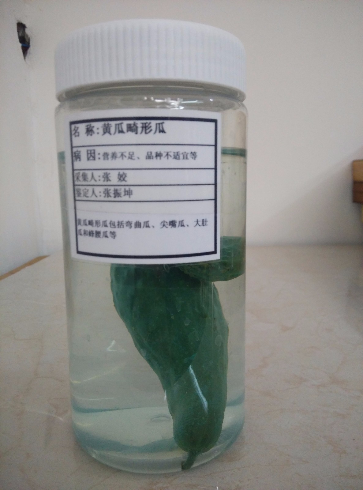 黃瓜畸形果