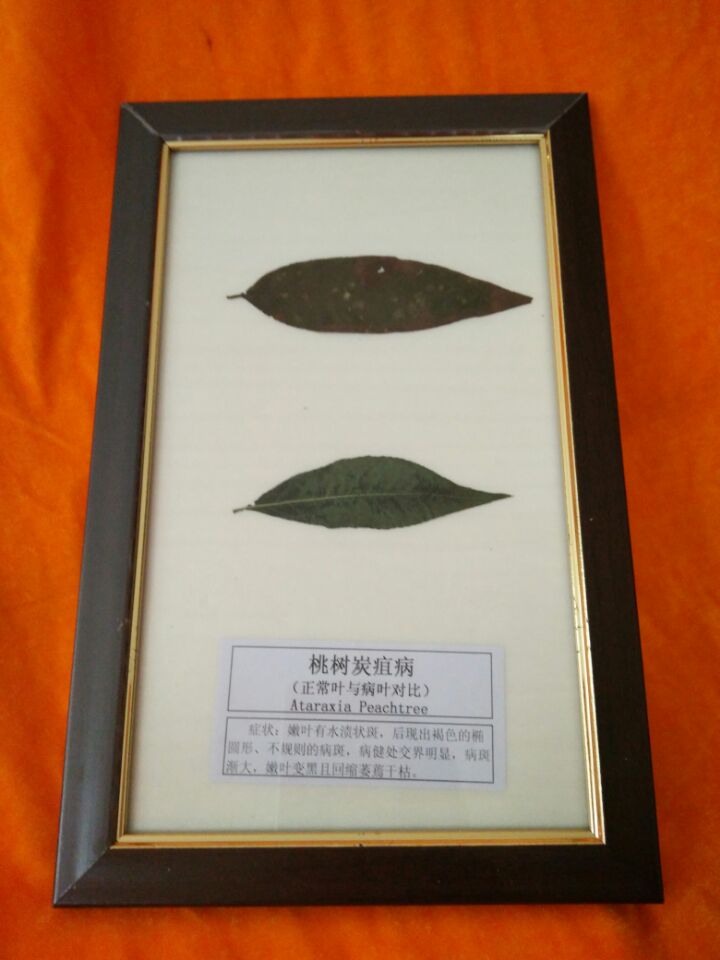 桃樹炭疽病