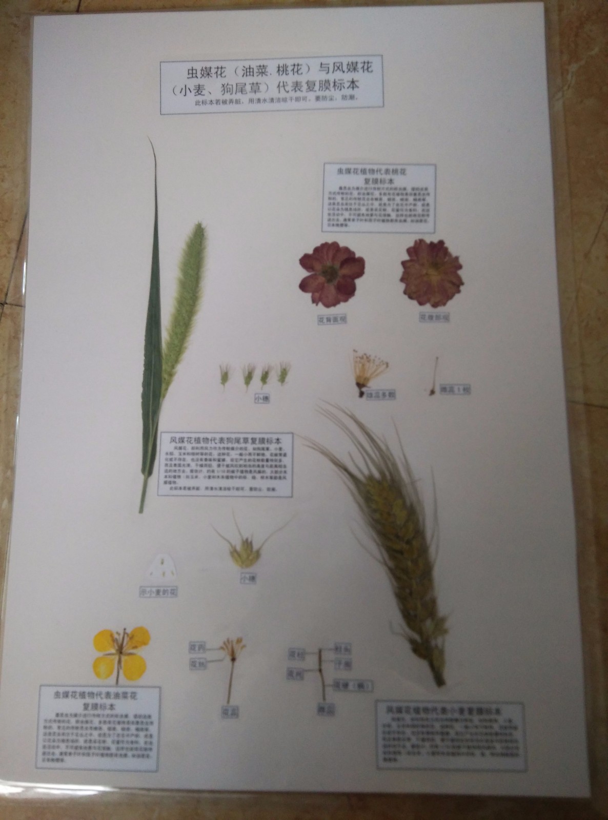 蟲(chóng)媒花與風(fēng)媒花