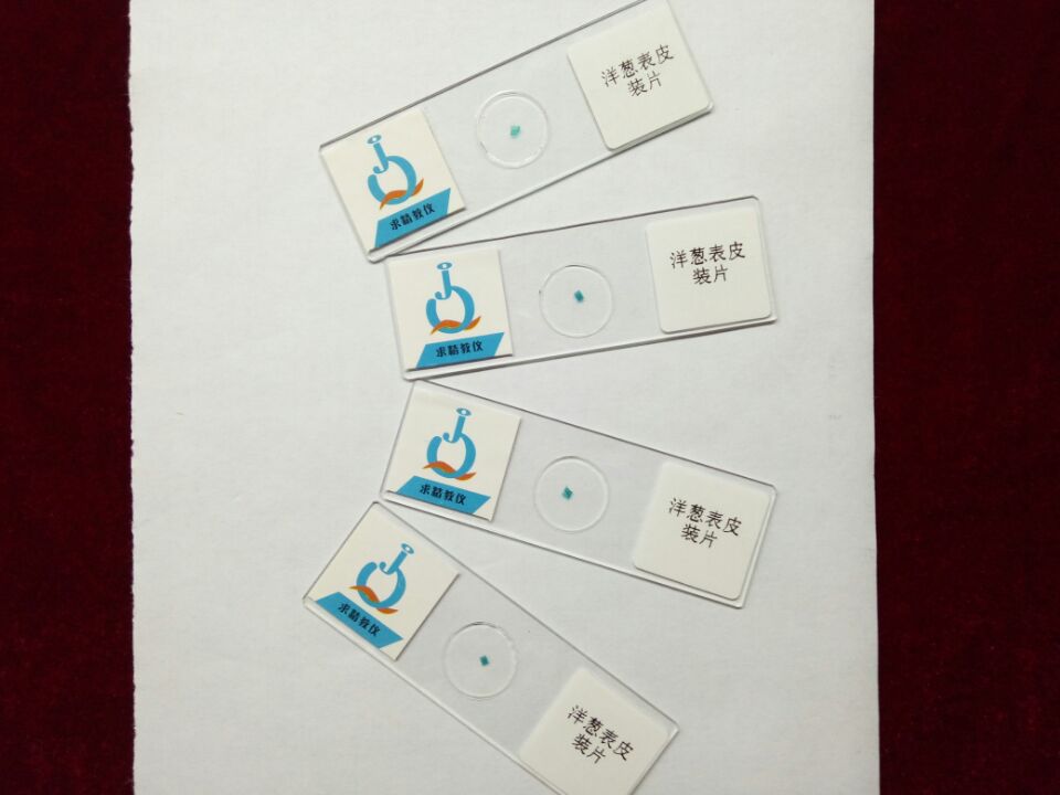 動(dòng)物表皮