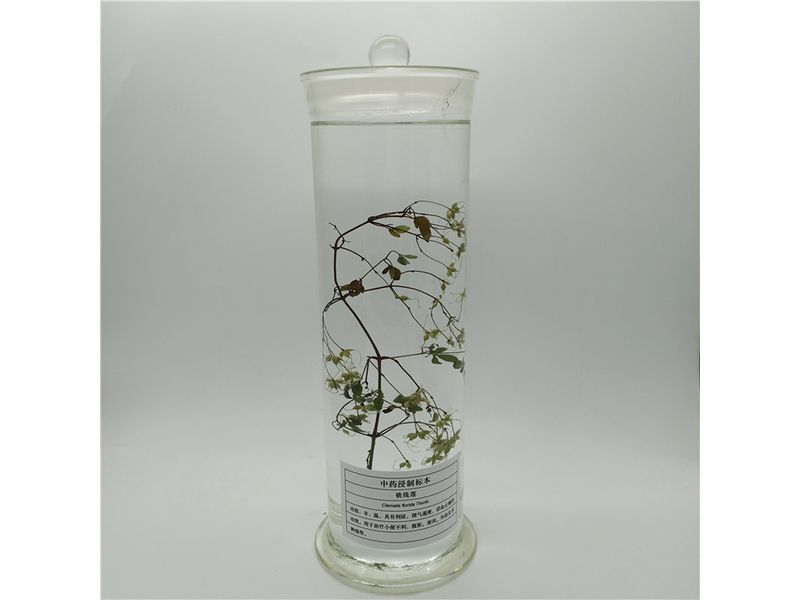 植物浸制標(biāo)本-鐵線蓮