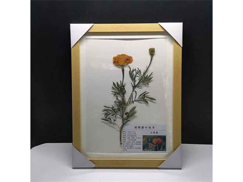 植物臘葉標(biāo)本-萬壽菊