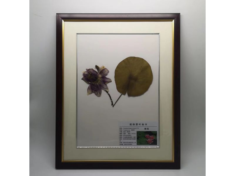 中藥臘葉標(biāo)本-蓮花（荷花）